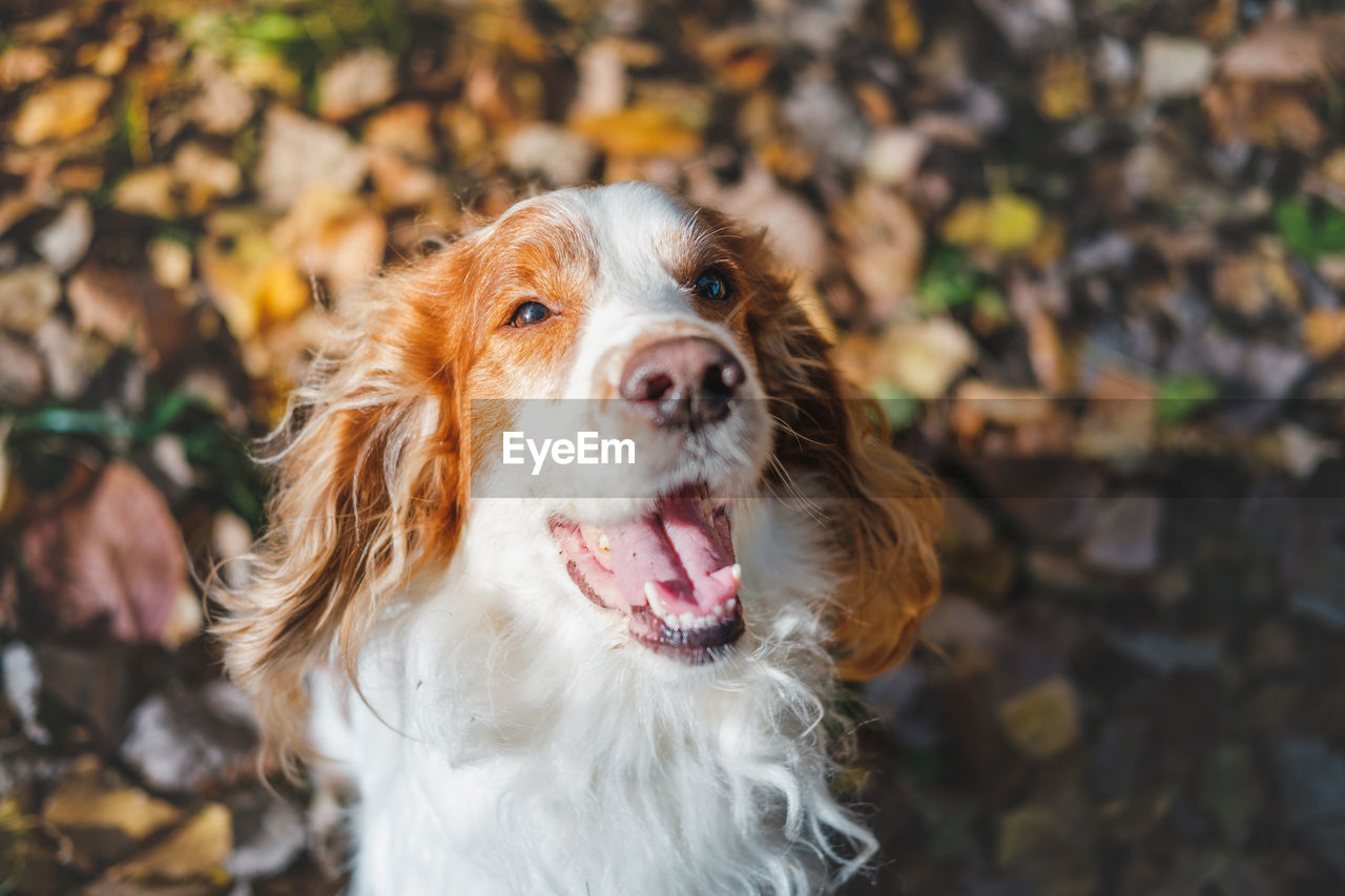 High angle view of dog with mouth open sitting on land