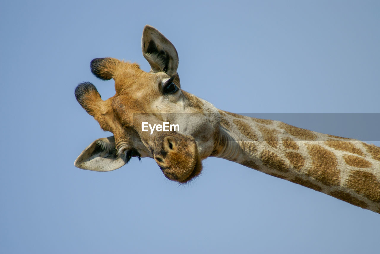 One funny giraffe, looking curiously at us in kruger national park