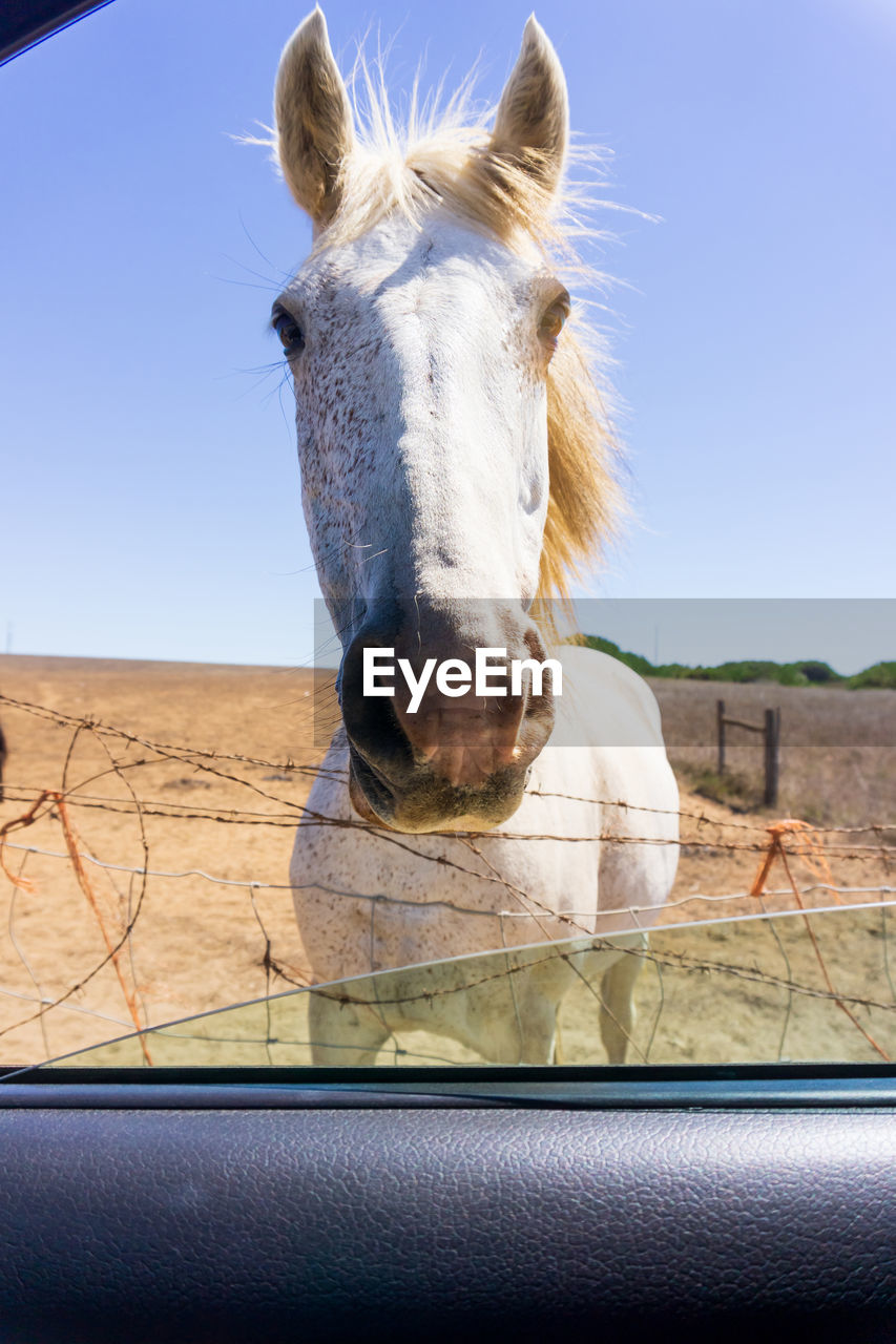 A horse looking through an open car window close up