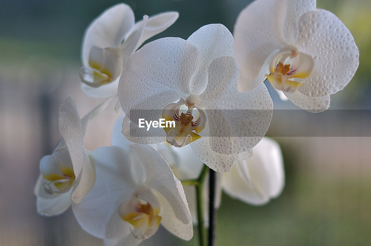 Close-up of white orchid