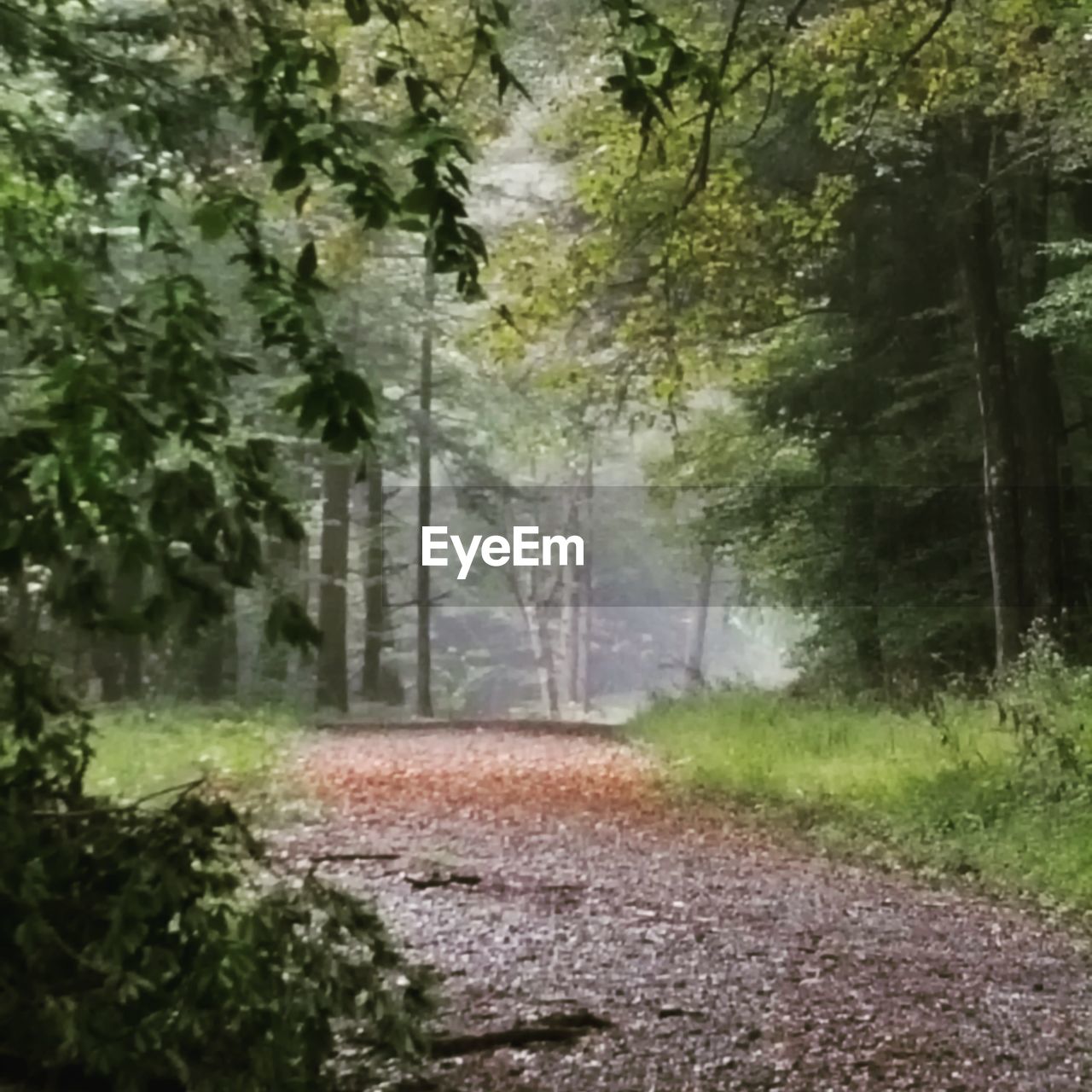 VIEW OF TREES IN FOREST