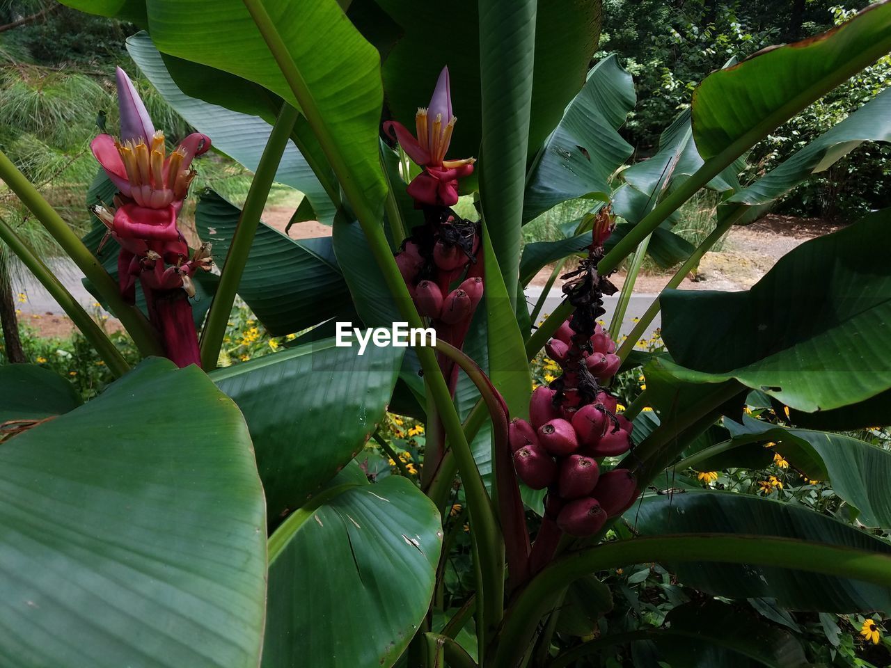 CLOSE-UP OF FLOWERS GROWING ON TREE