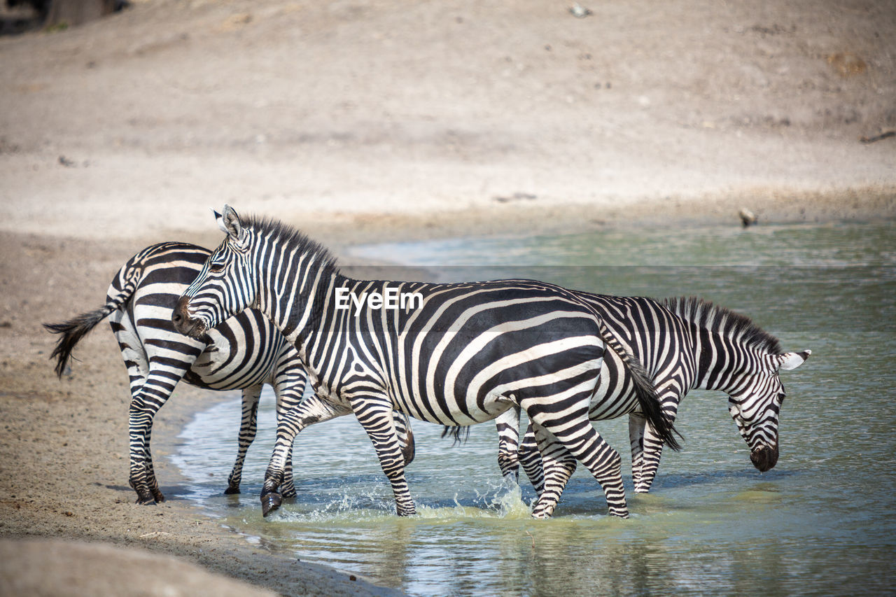 Zebras standing in lake