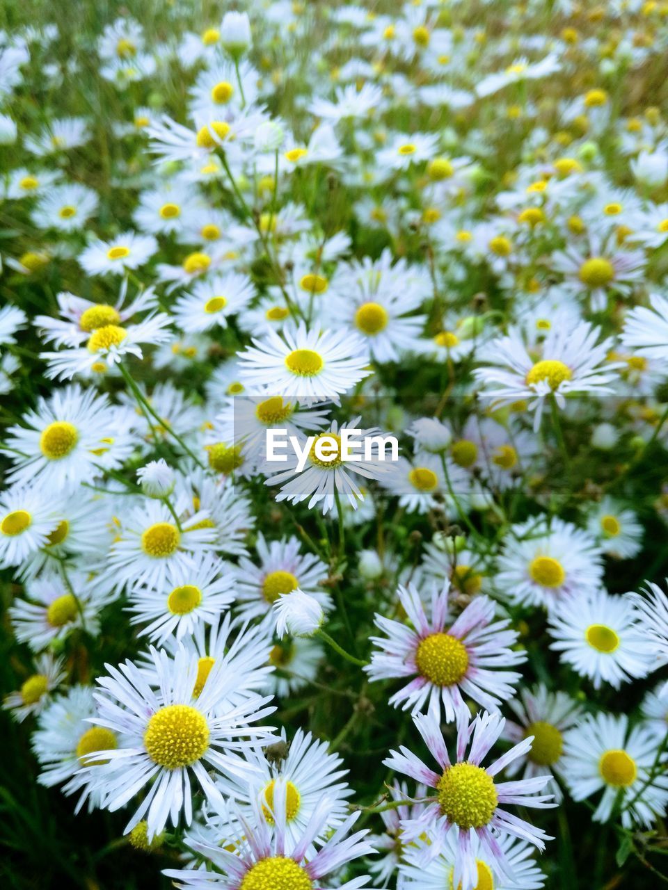 CLOSE-UP OF WHITE DAISIES ON FIELD