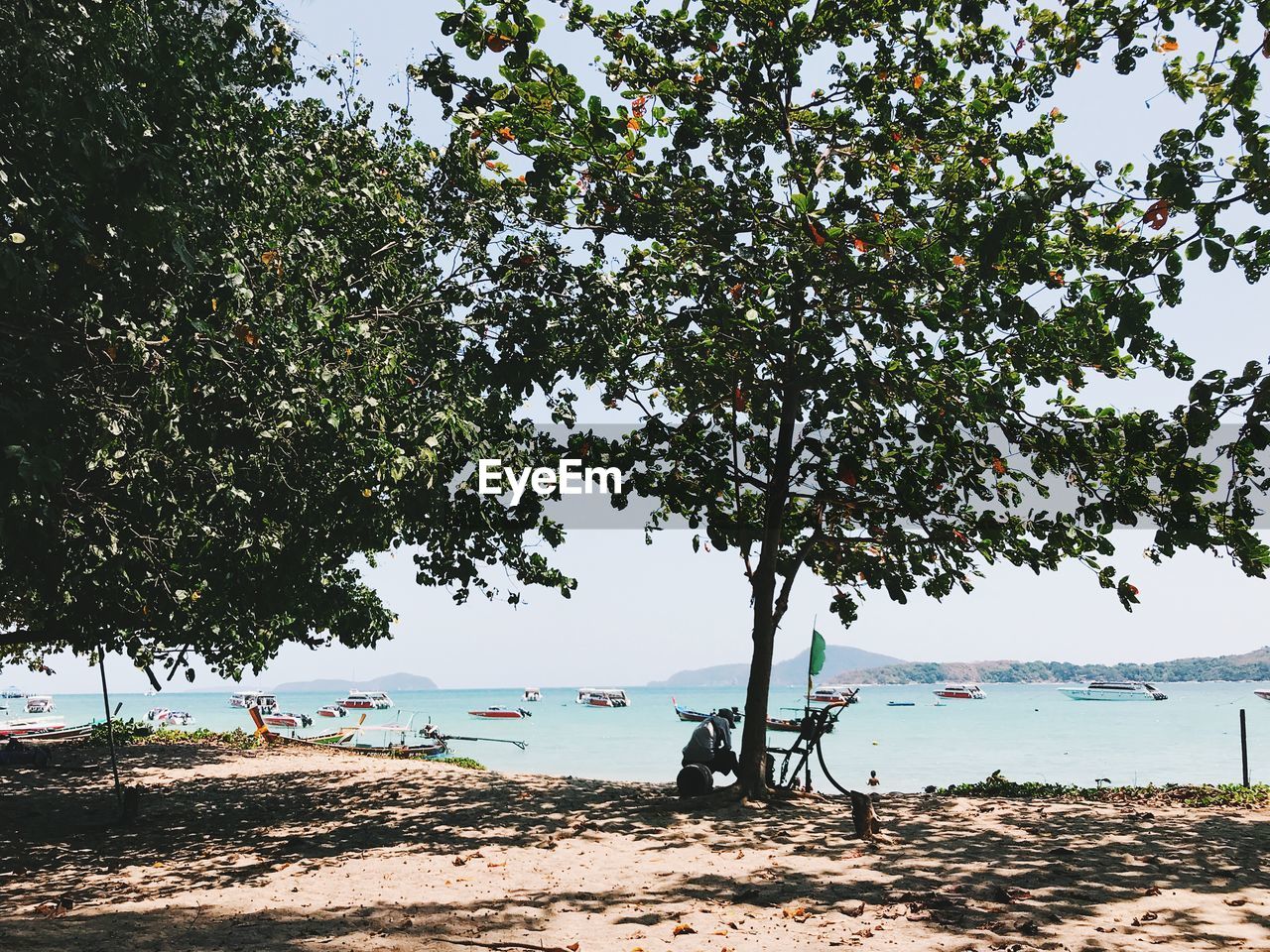 Scenic view of trees at sea shore against clear sky