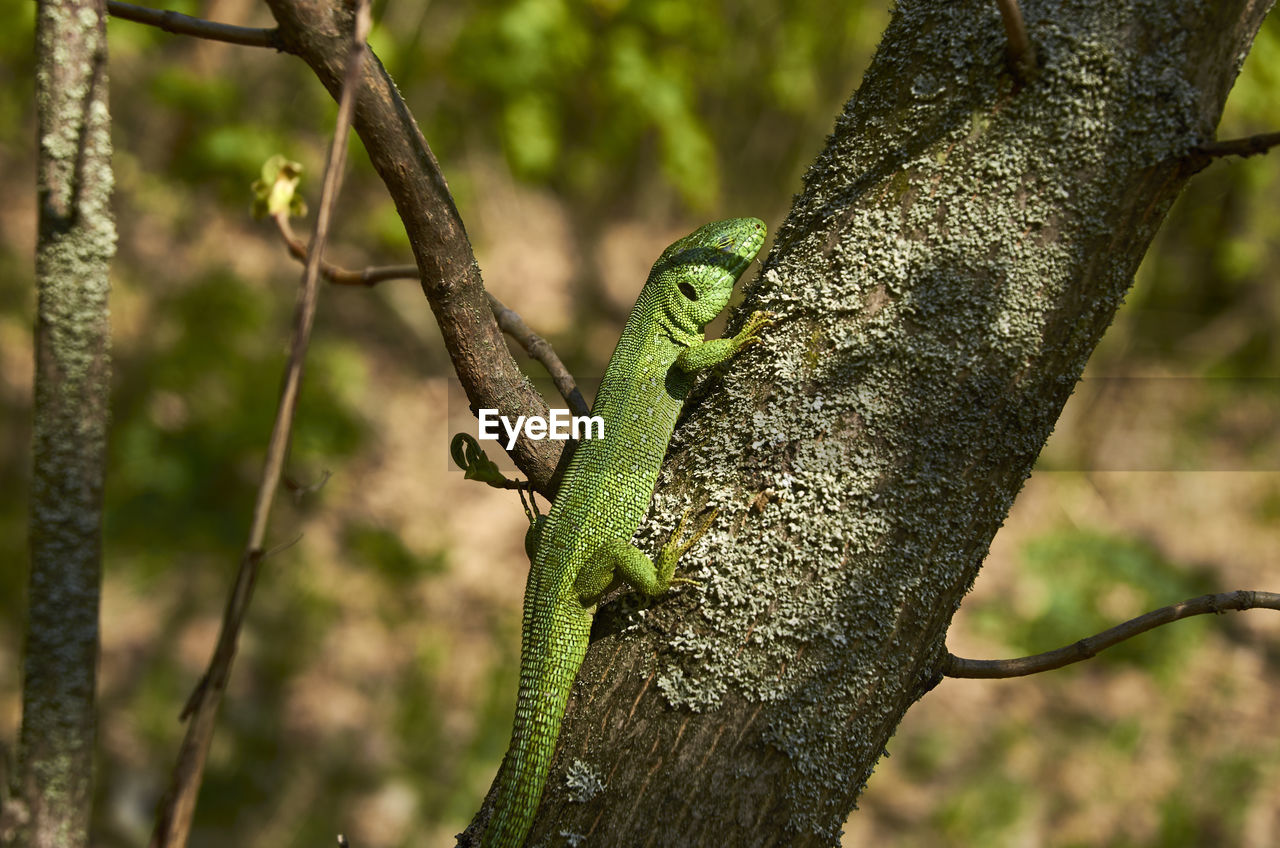 Close-up of lizard on tree