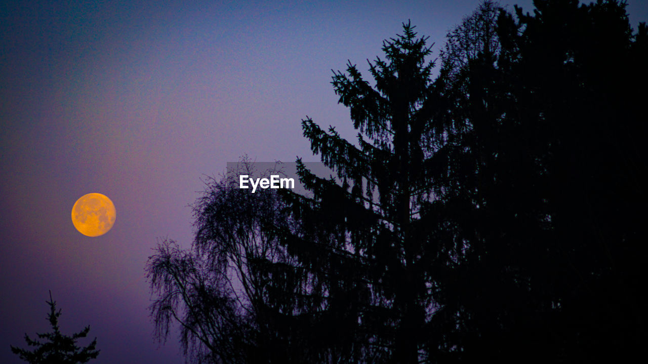 LOW ANGLE VIEW OF SILHOUETTE TREES AGAINST CLEAR SKY AT NIGHT