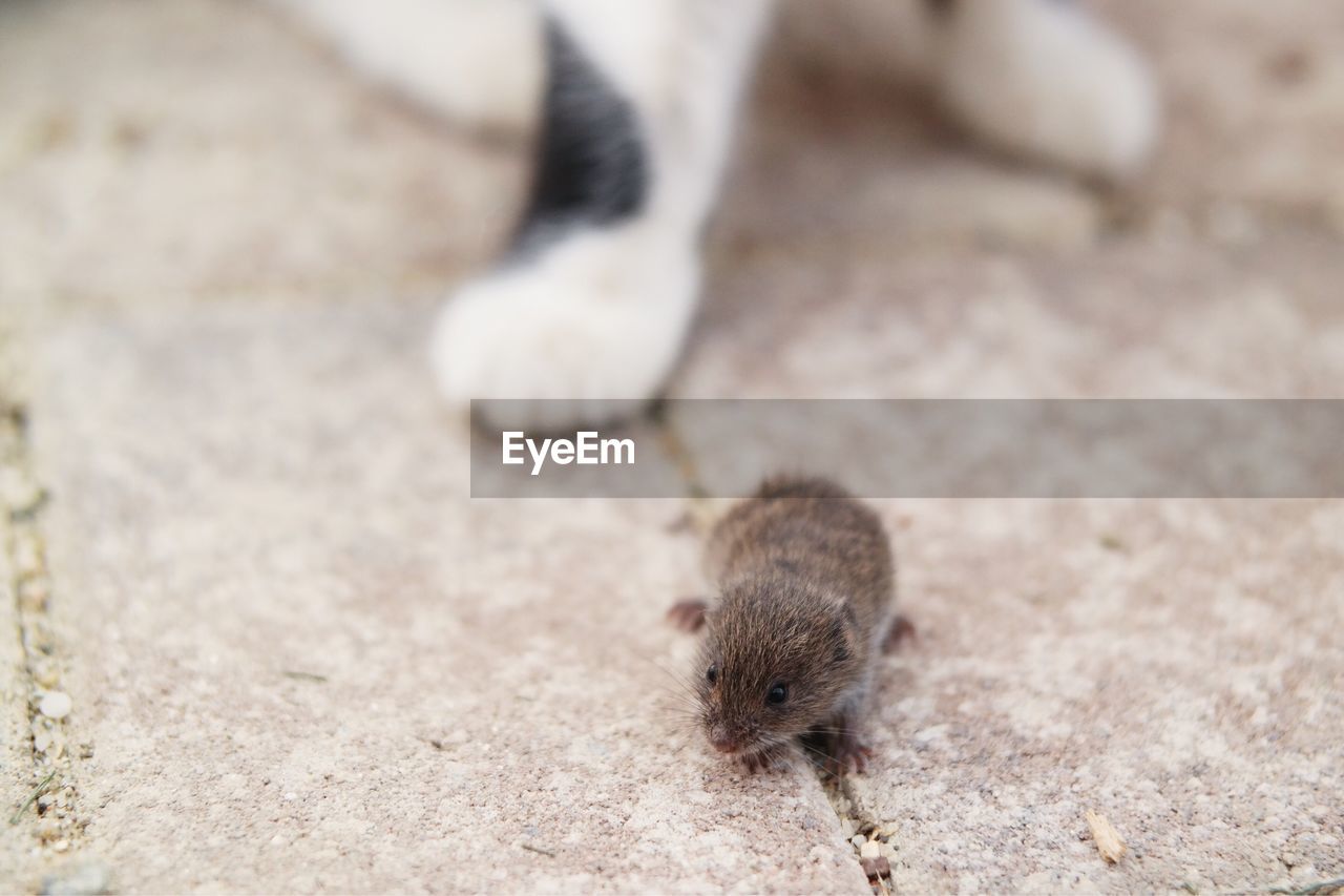 Close-up of mouse by cat on footpath