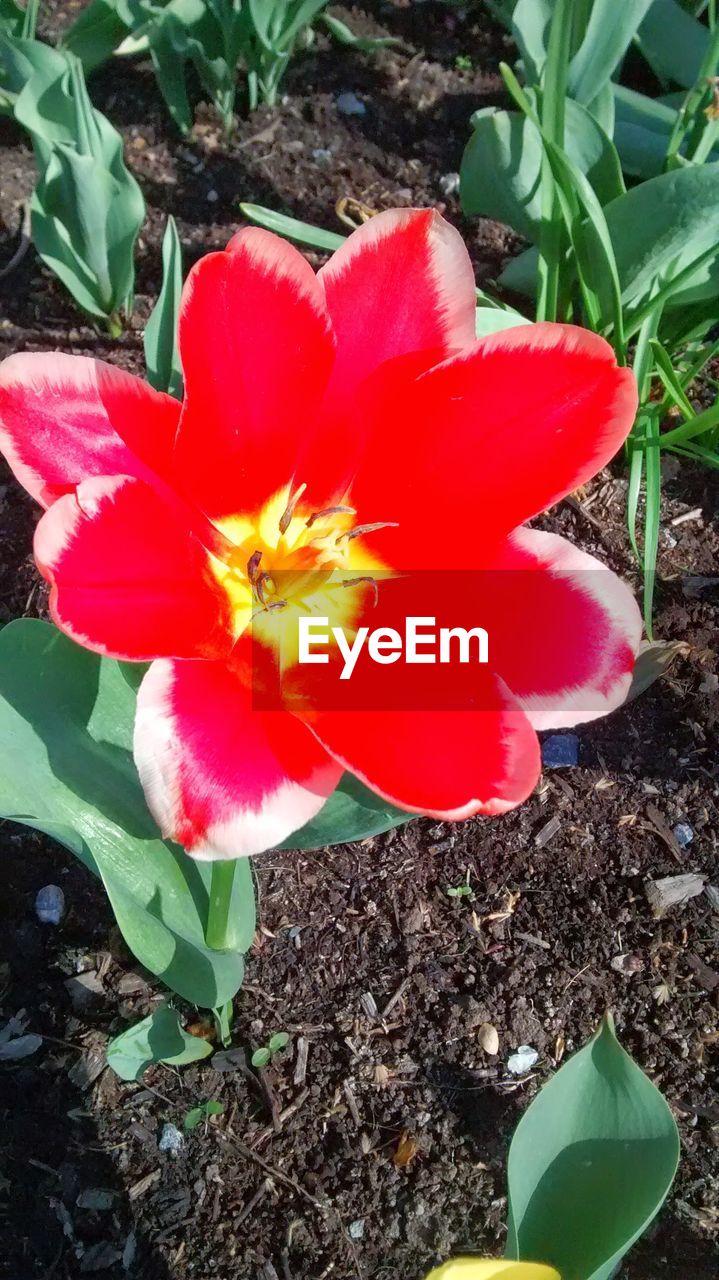 HIGH ANGLE VIEW OF RED FLOWERS BLOOMING ON FIELD