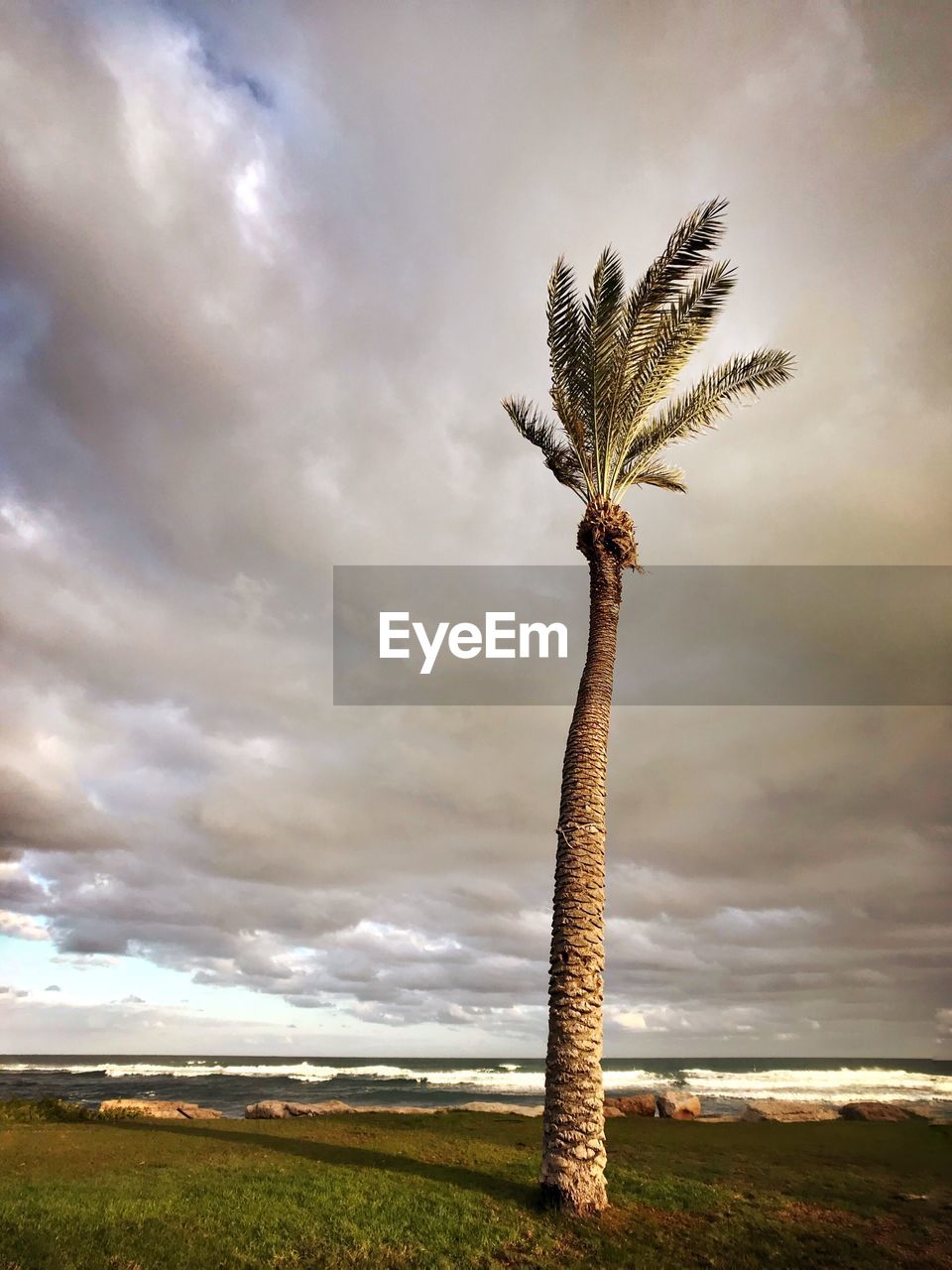 DEAD TREE AGAINST SKY