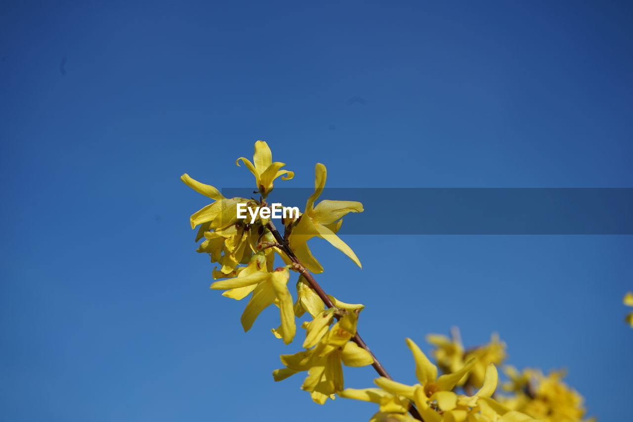 Low angle view of yellow flowering plant against clear blue sky
