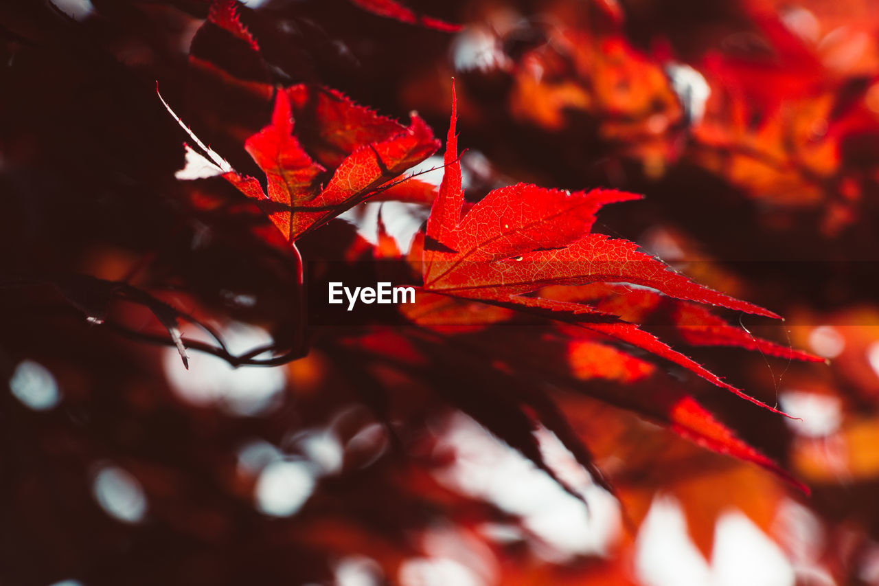 Close-up of red maple leaves