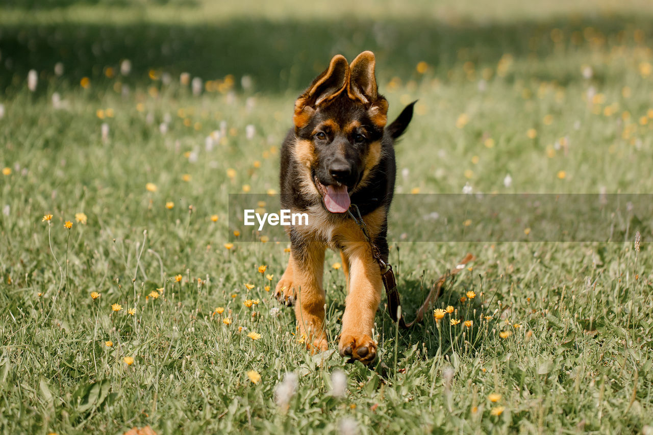 Funny three-month-old german shepherd puppy runs through a green field, ears house.