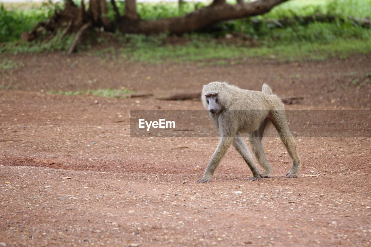 View of a baboon running on field
