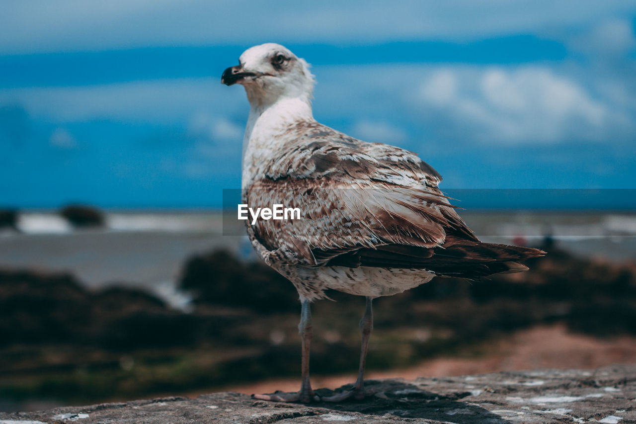 Close-up of seagull perching on land