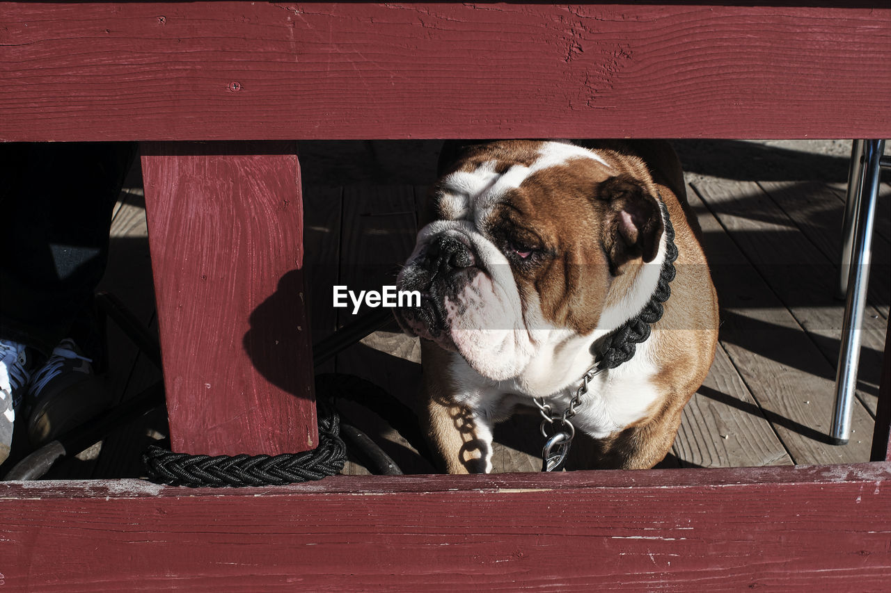 Close-up of dog looking away