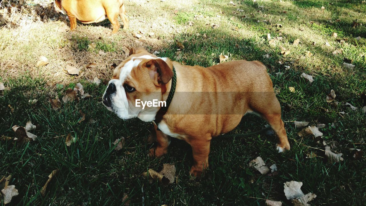 HIGH ANGLE VIEW OF DOG STANDING ON GRASS