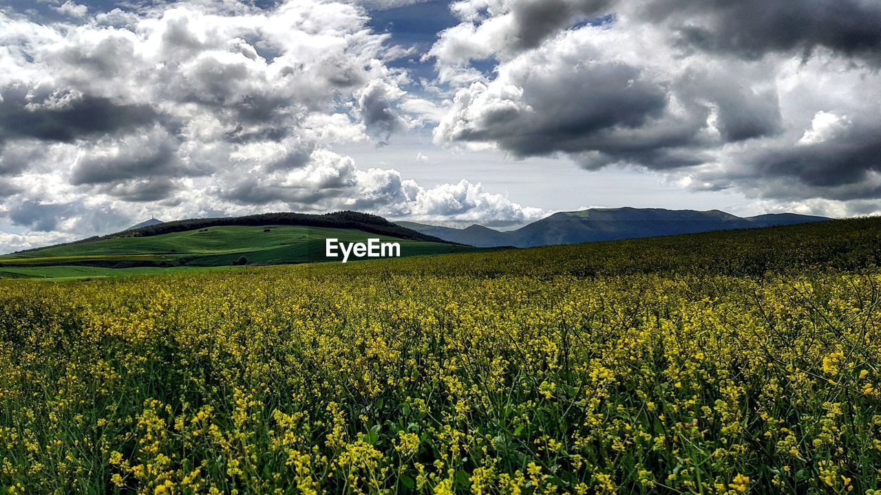 SCENIC VIEW OF YELLOW FIELD AGAINST SKY