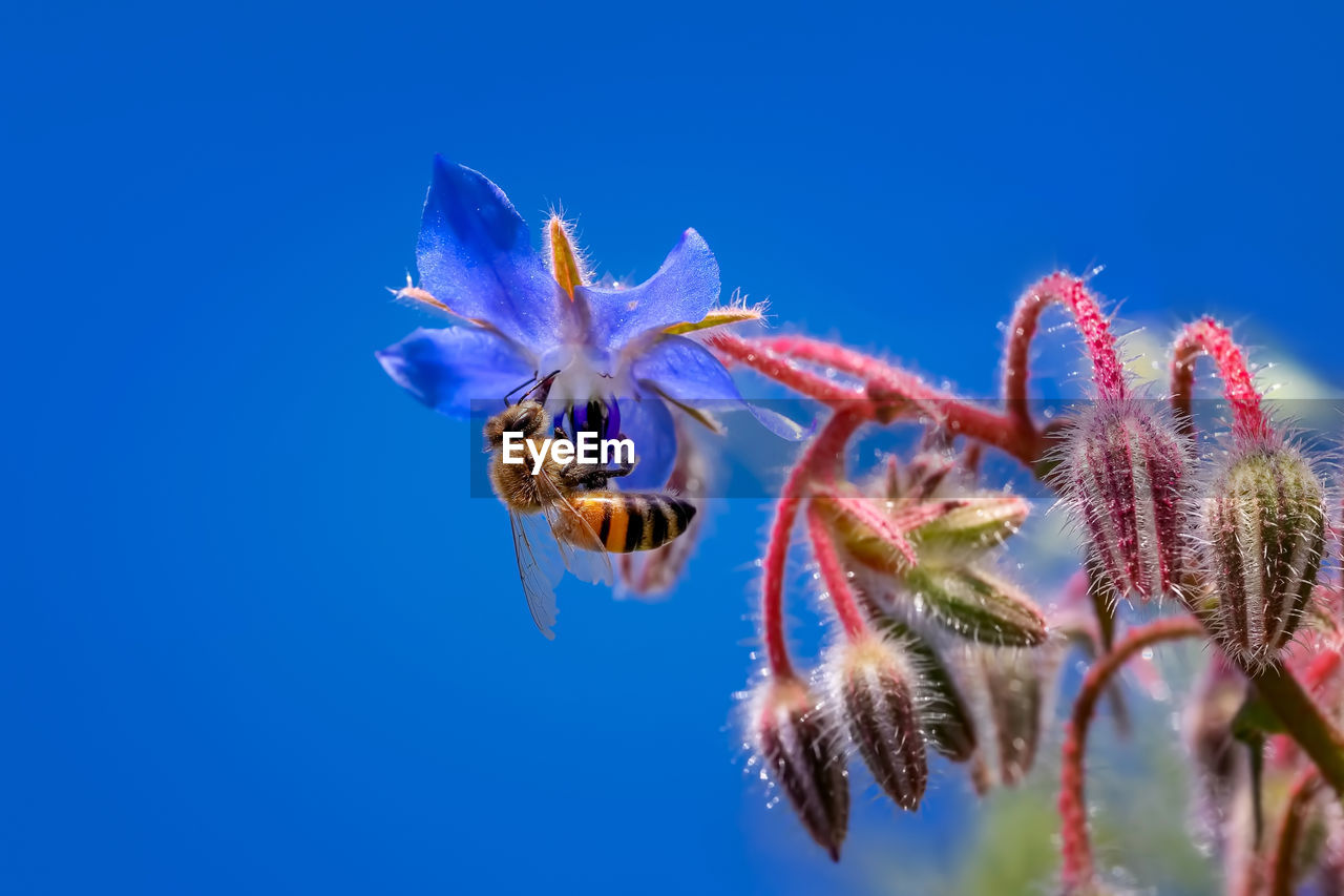 Close-up of bee on purple flowering plant against blue sky