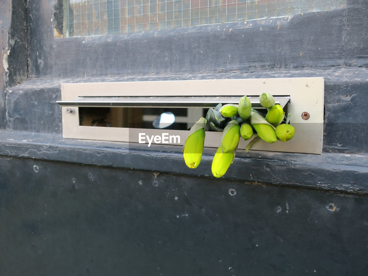 Bunch of daffodils in a mailbox