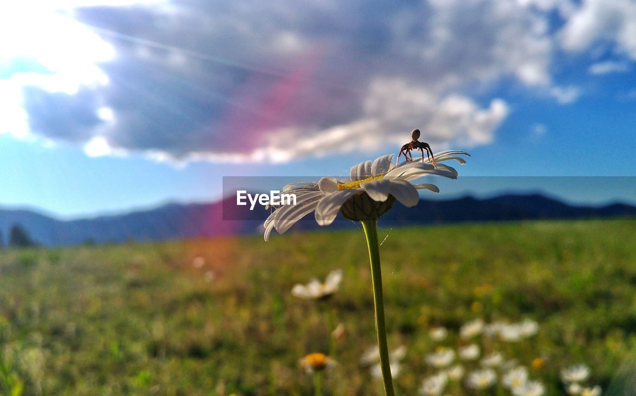 CLOSE-UP OF FLOWERS ON FIELD AGAINST SKY