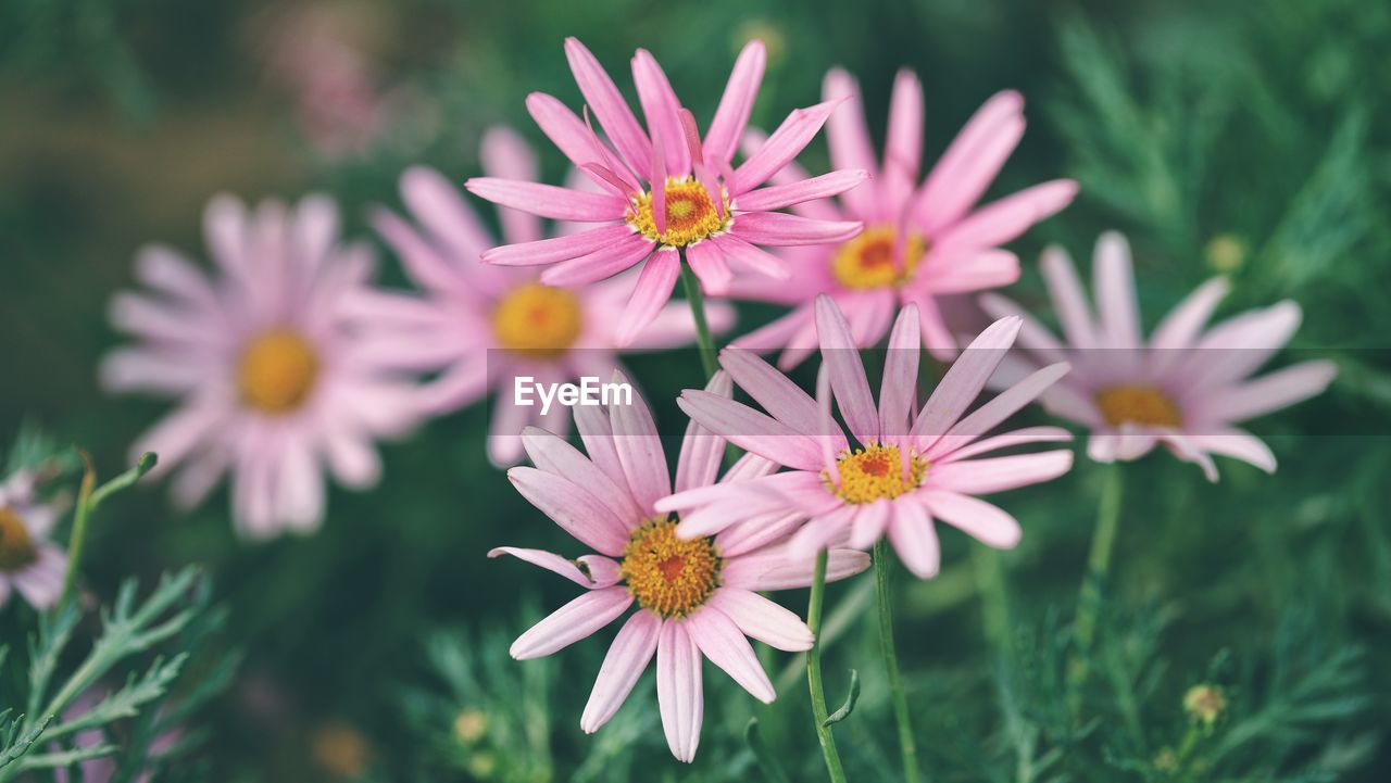 Close-up of pink flowering plants