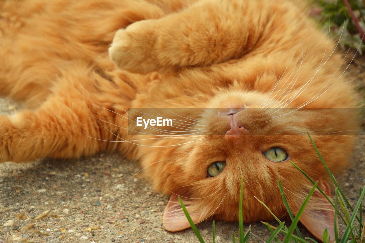 High angle view of brown cat relaxing on field