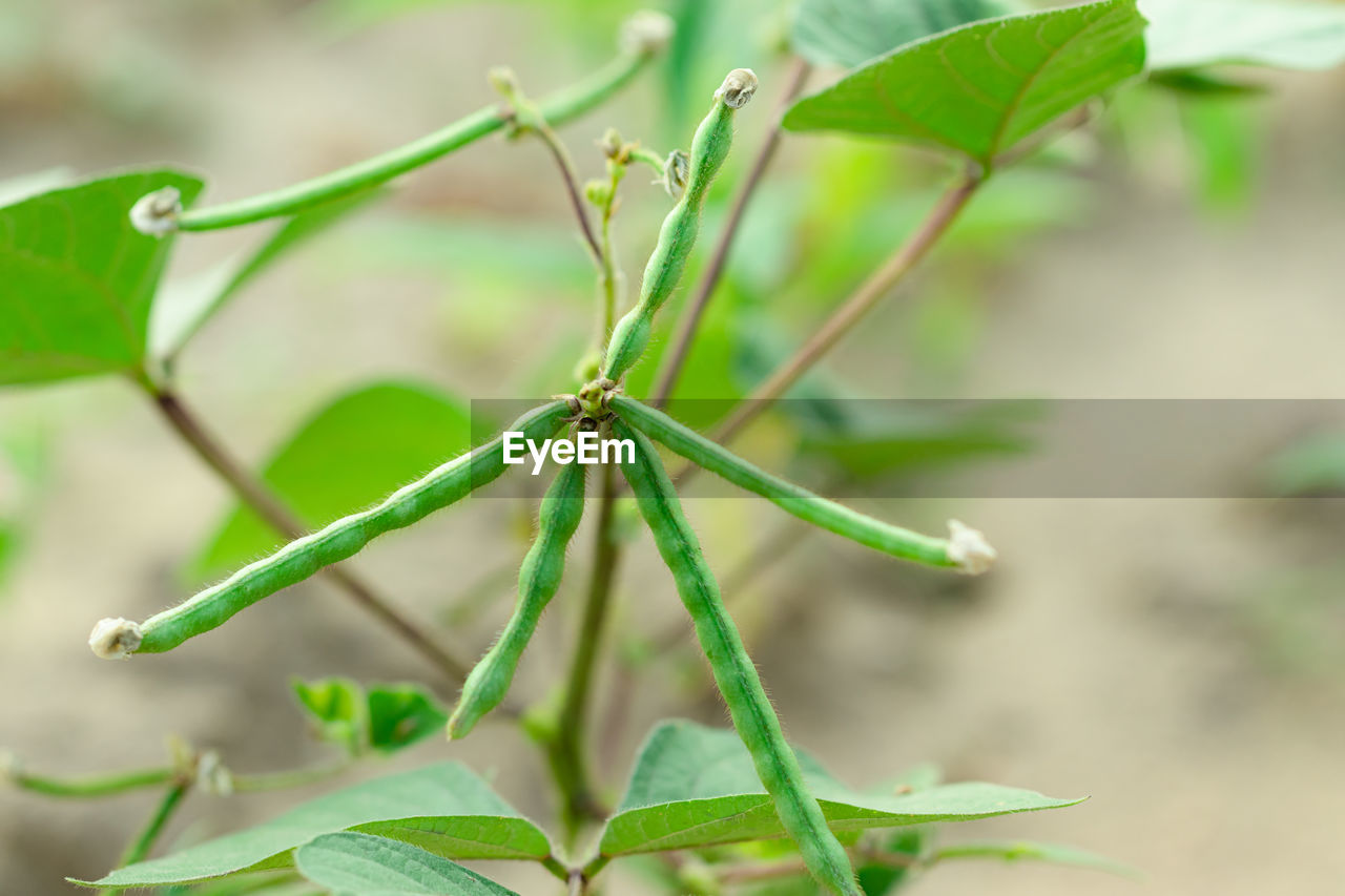 CLOSE-UP OF GREEN LEAF
