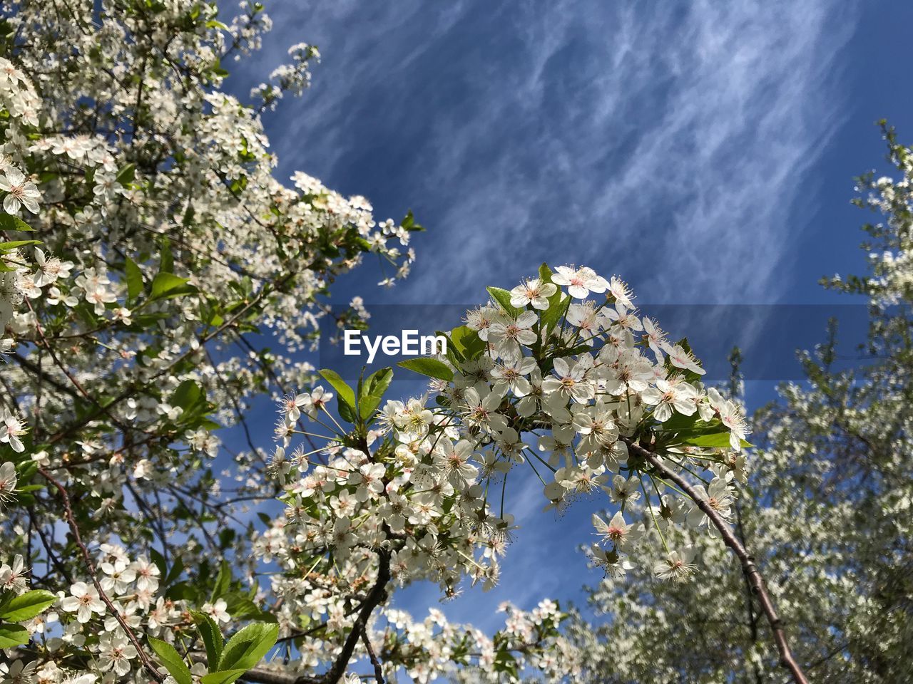 Close-up of cherry blossom tree