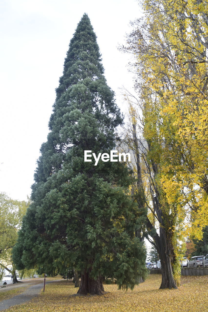 LOW ANGLE VIEW OF TREE IN SKY