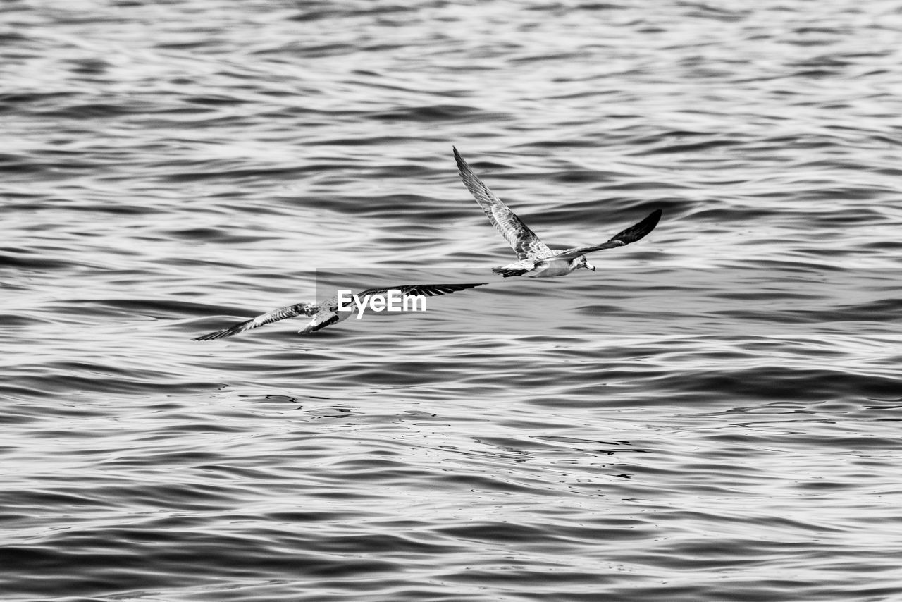 VIEW OF BIRD FLYING OVER LAKE