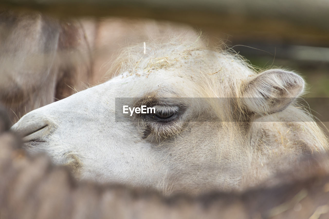 CLOSE-UP OF ANIMAL EYE