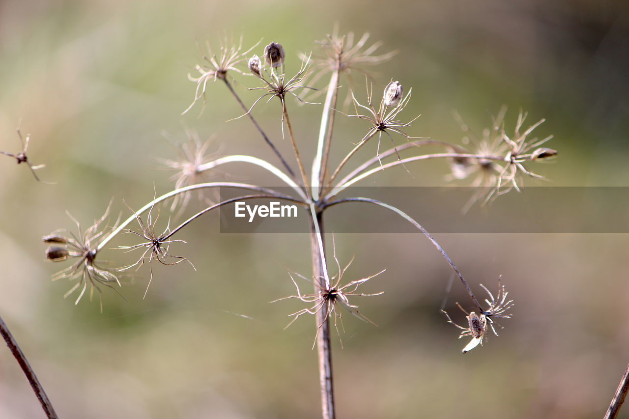 Close-up of dandelion on plant