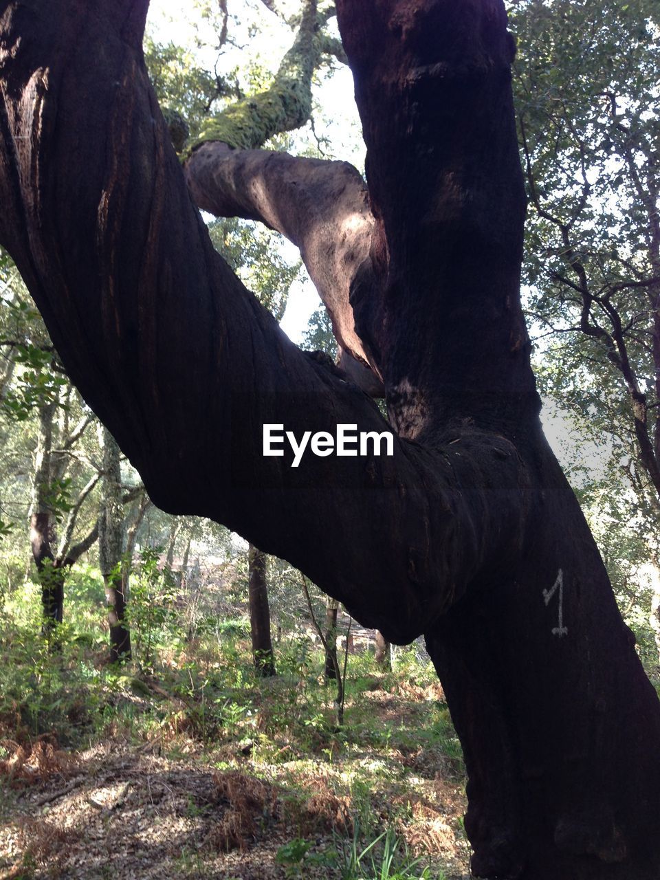 CLOSE-UP OF TREE IN FOREST