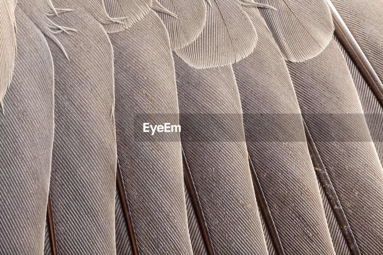 Feather pattern in high magnification closeup