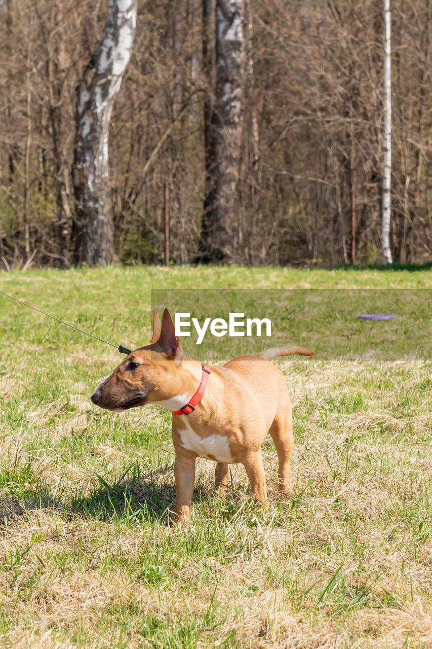 Bull terrier miniature purebred dog in the park walking.