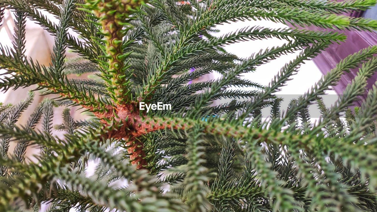Close-up of palm tree