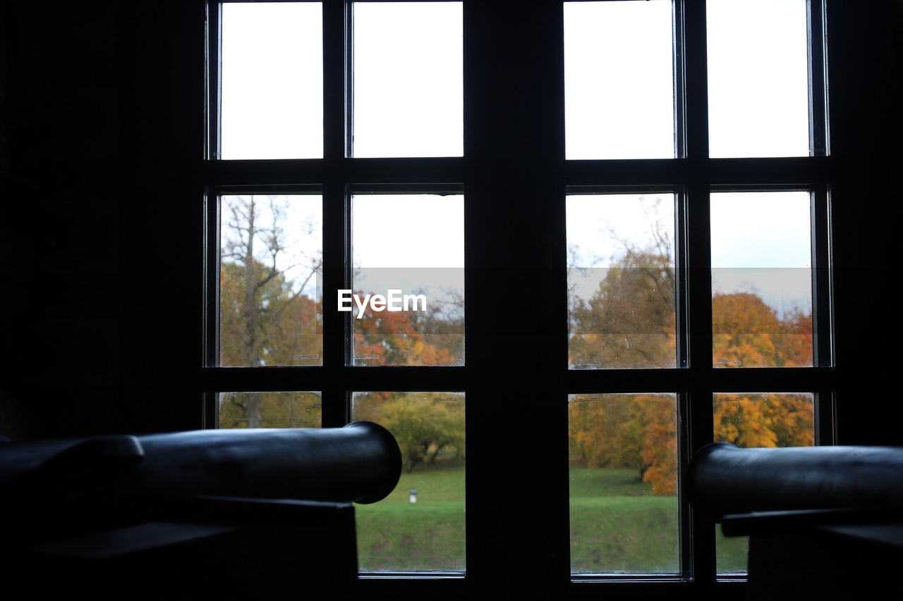 TREES SEEN THROUGH WINDOW