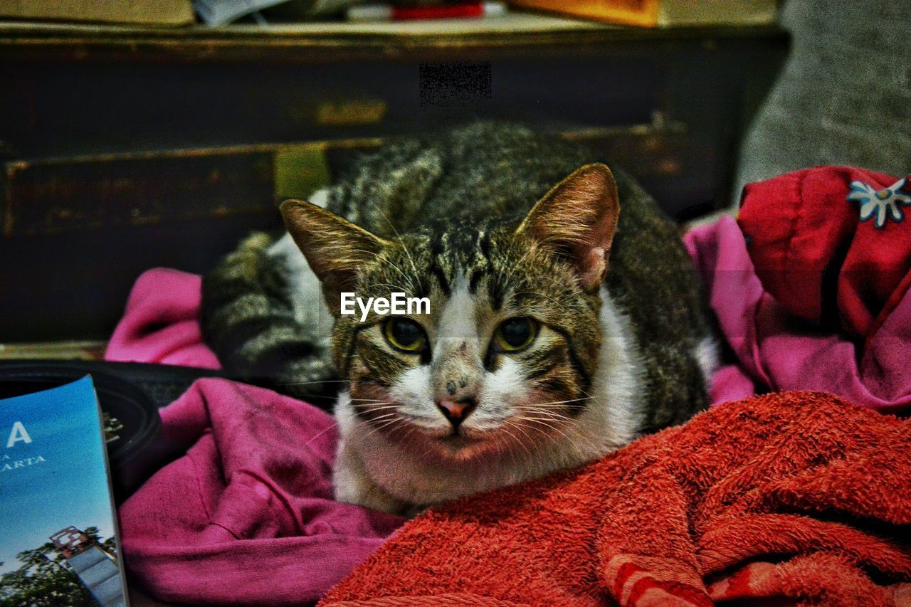 CLOSE-UP OF CAT RELAXING ON BED