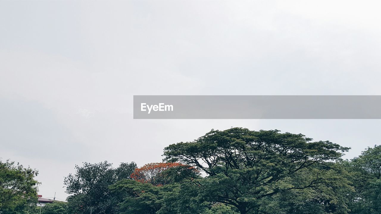 Low angle view of trees against clear sky