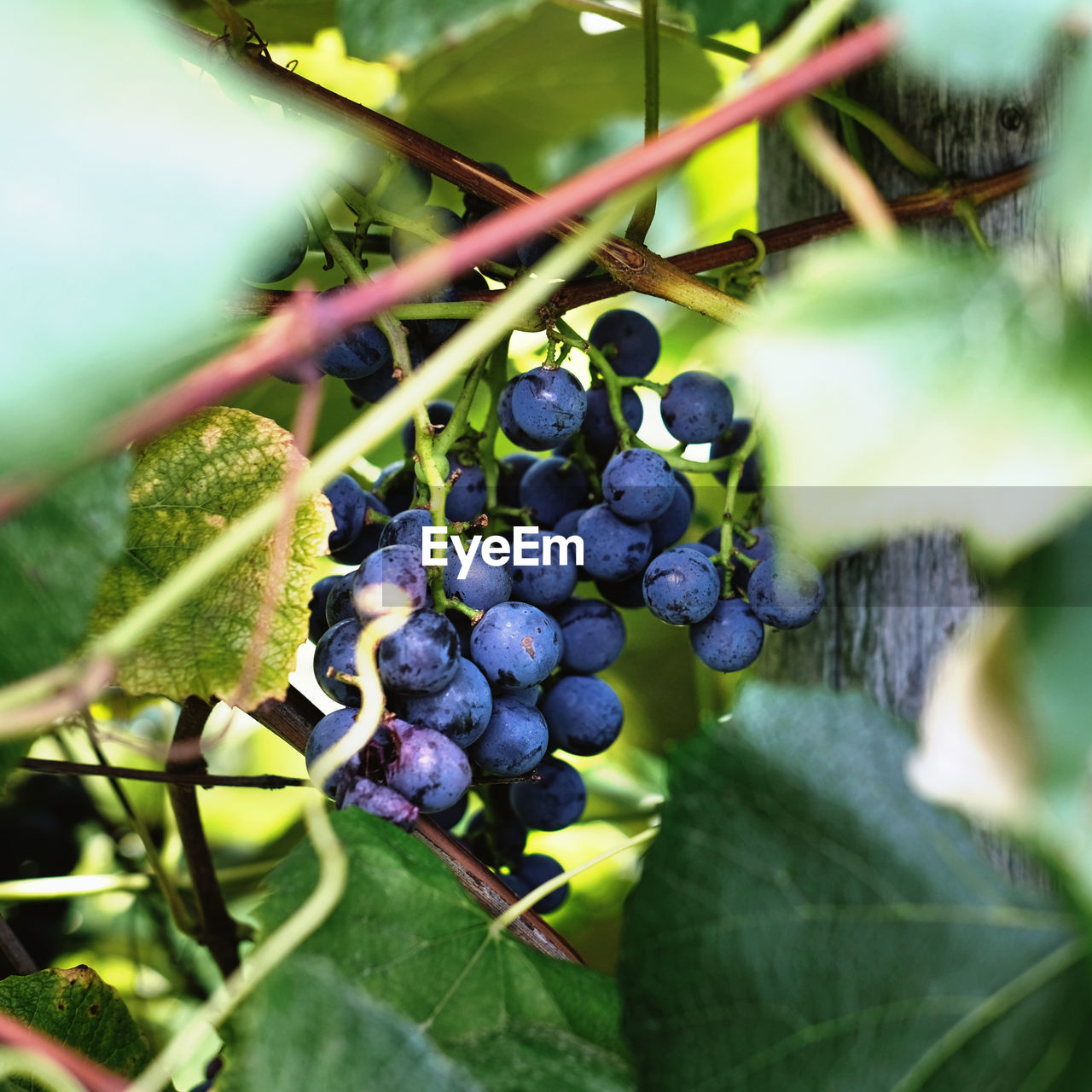 CLOSE-UP OF GRAPES