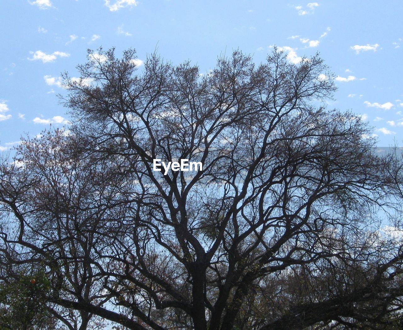 LOW ANGLE VIEW OF TREES AGAINST BLUE SKY