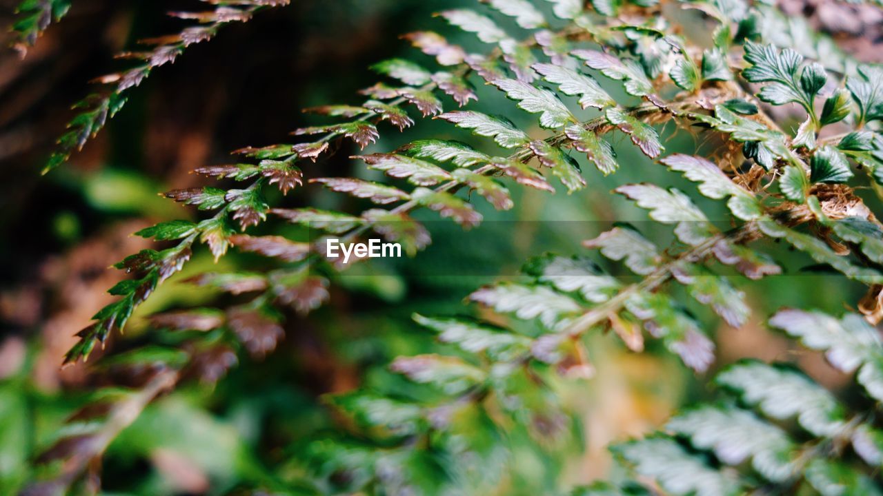 Close-up of fresh green plant
