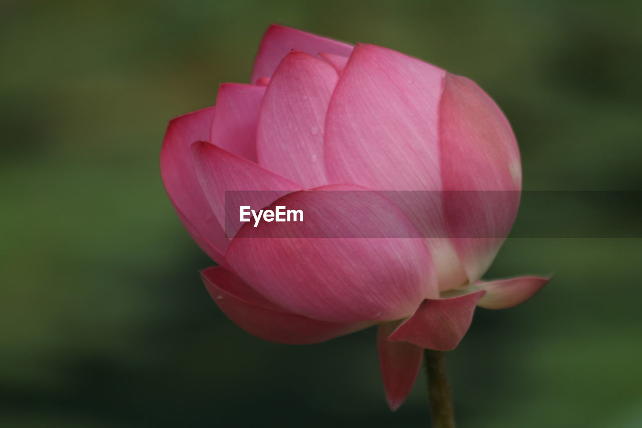 Close-up of pink lotus