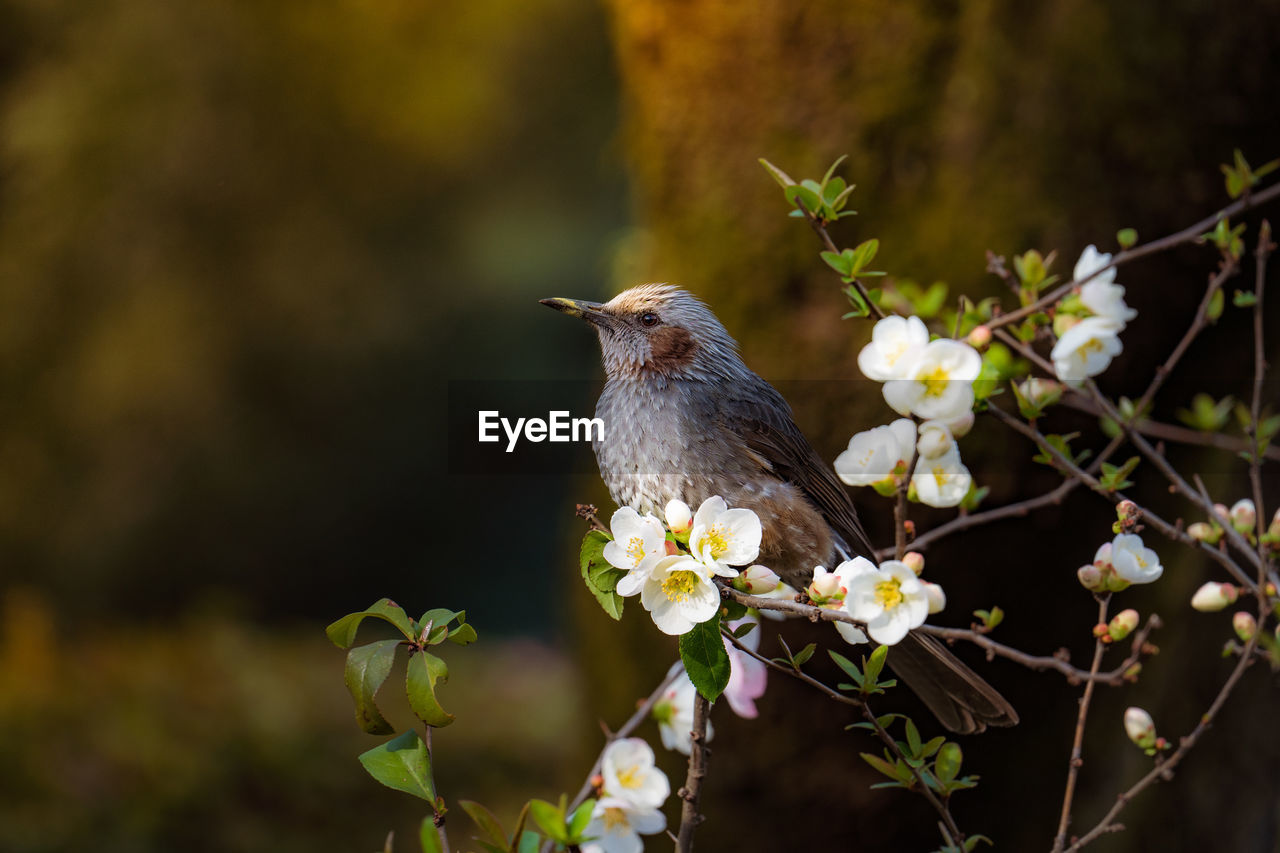 BIRD PERCHING ON A FLOWER