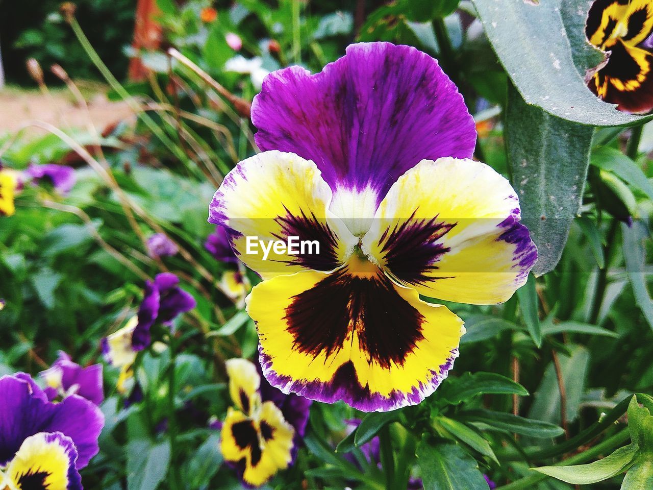 CLOSE-UP OF PURPLE FLOWERS BLOOMING