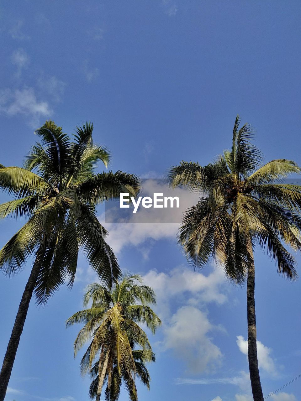 LOW ANGLE VIEW OF COCONUT PALM TREES AGAINST BLUE SKY