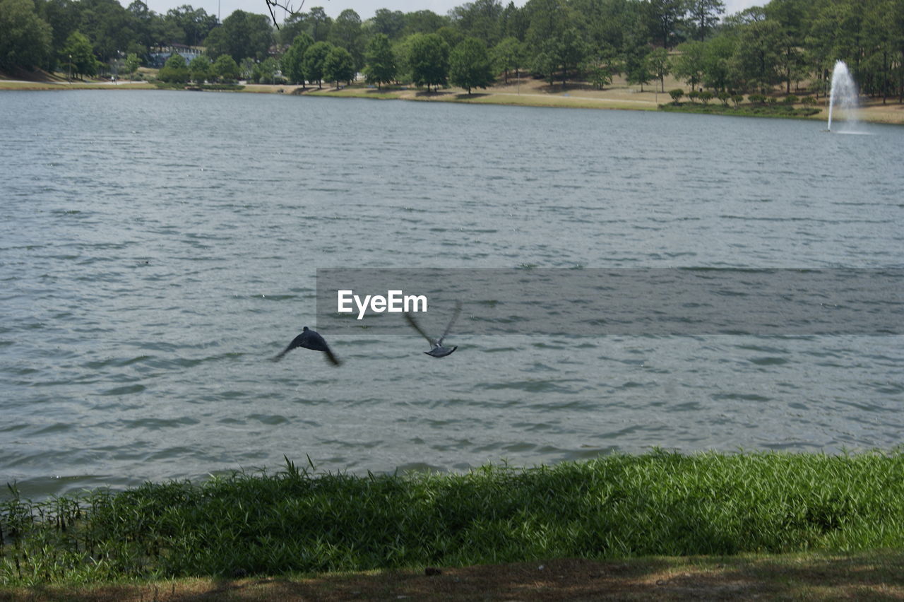 BIRDS FLYING OVER WATER