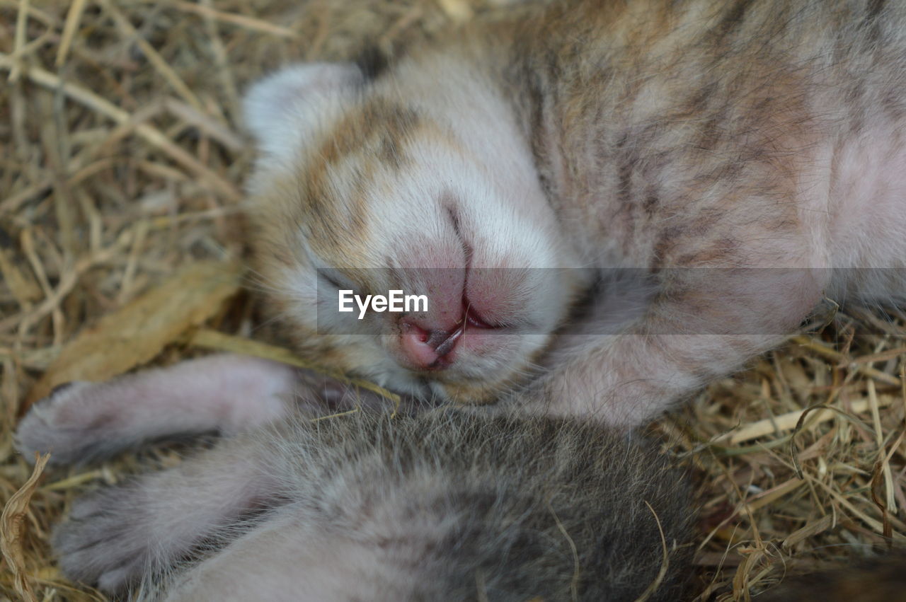 Close-up of cat sleeping on hay