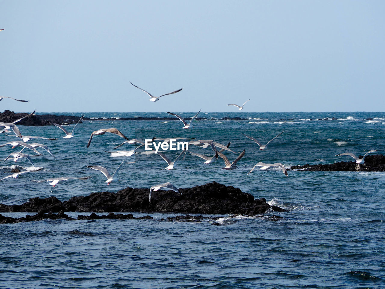 Birds flying over sea against clear sky